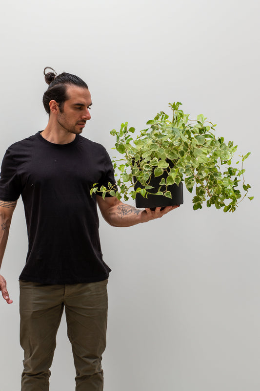 Cuidar das Suas Plantas Não É Nenhum Bicho de Sete Cabeças
