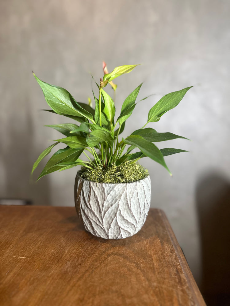Plantinhas