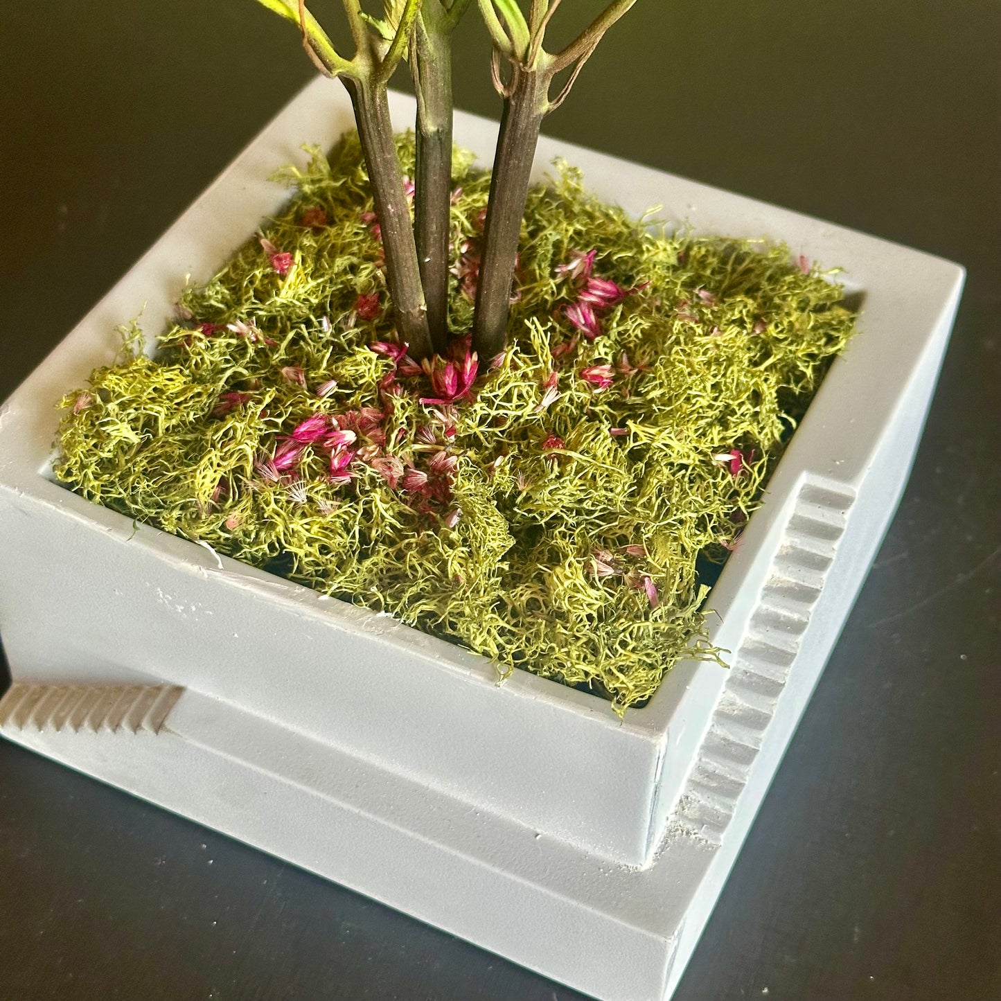 Hortênsia Seca no Vaso de Cimento