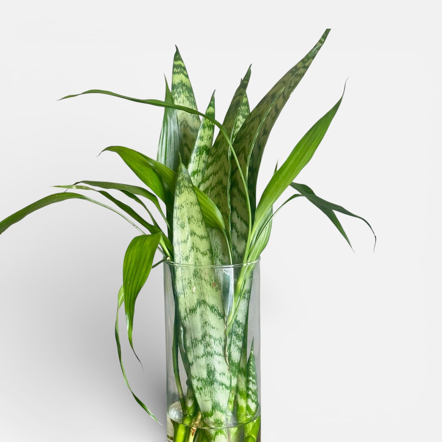 Proteção & Prosperidade