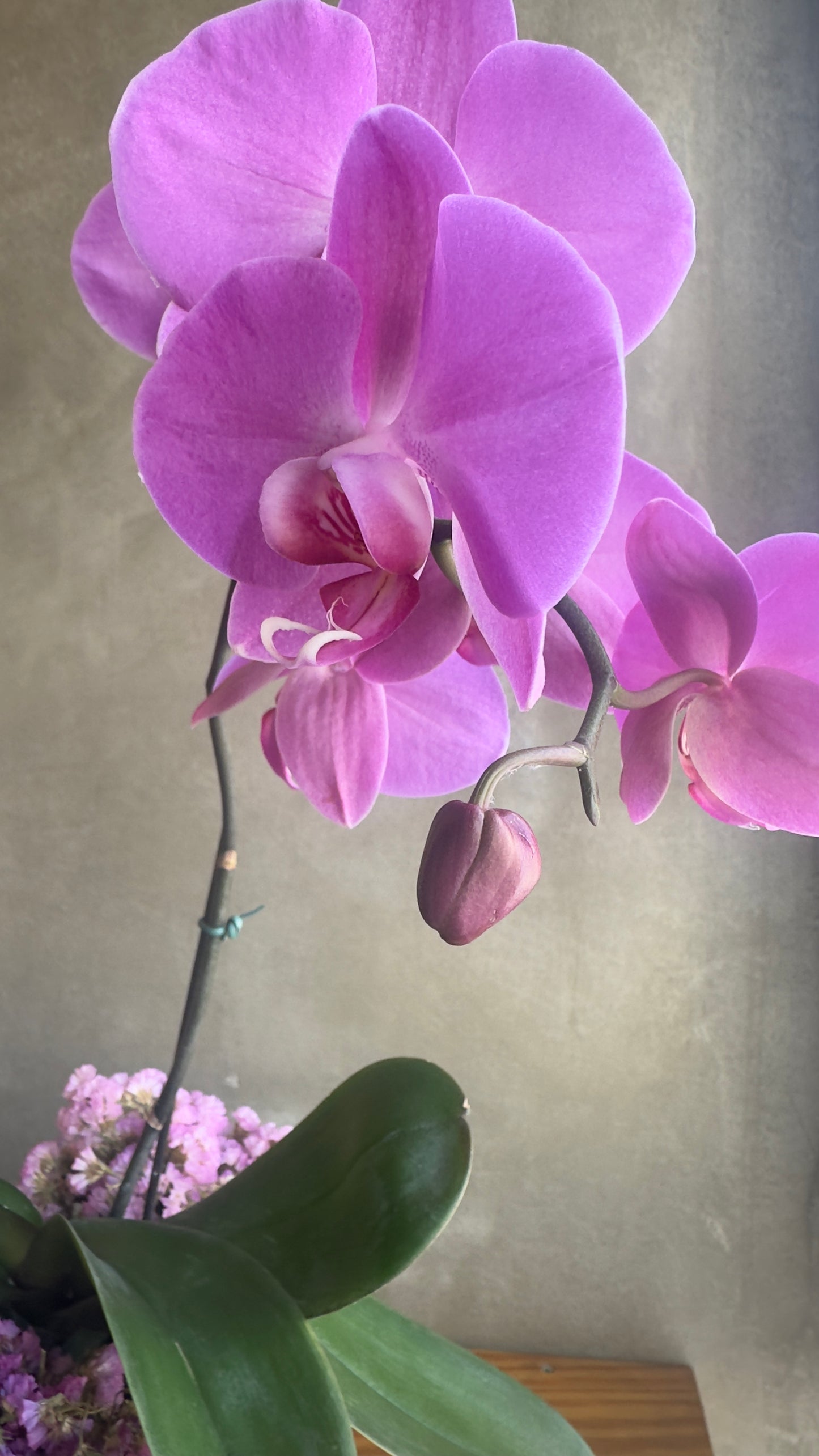 Orquídea rosa singela