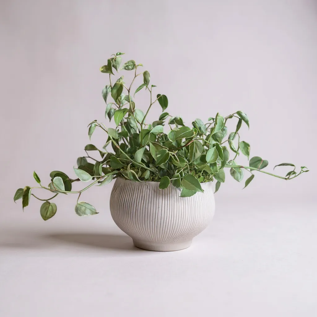 Peperomia em vaso de cerâmica clara