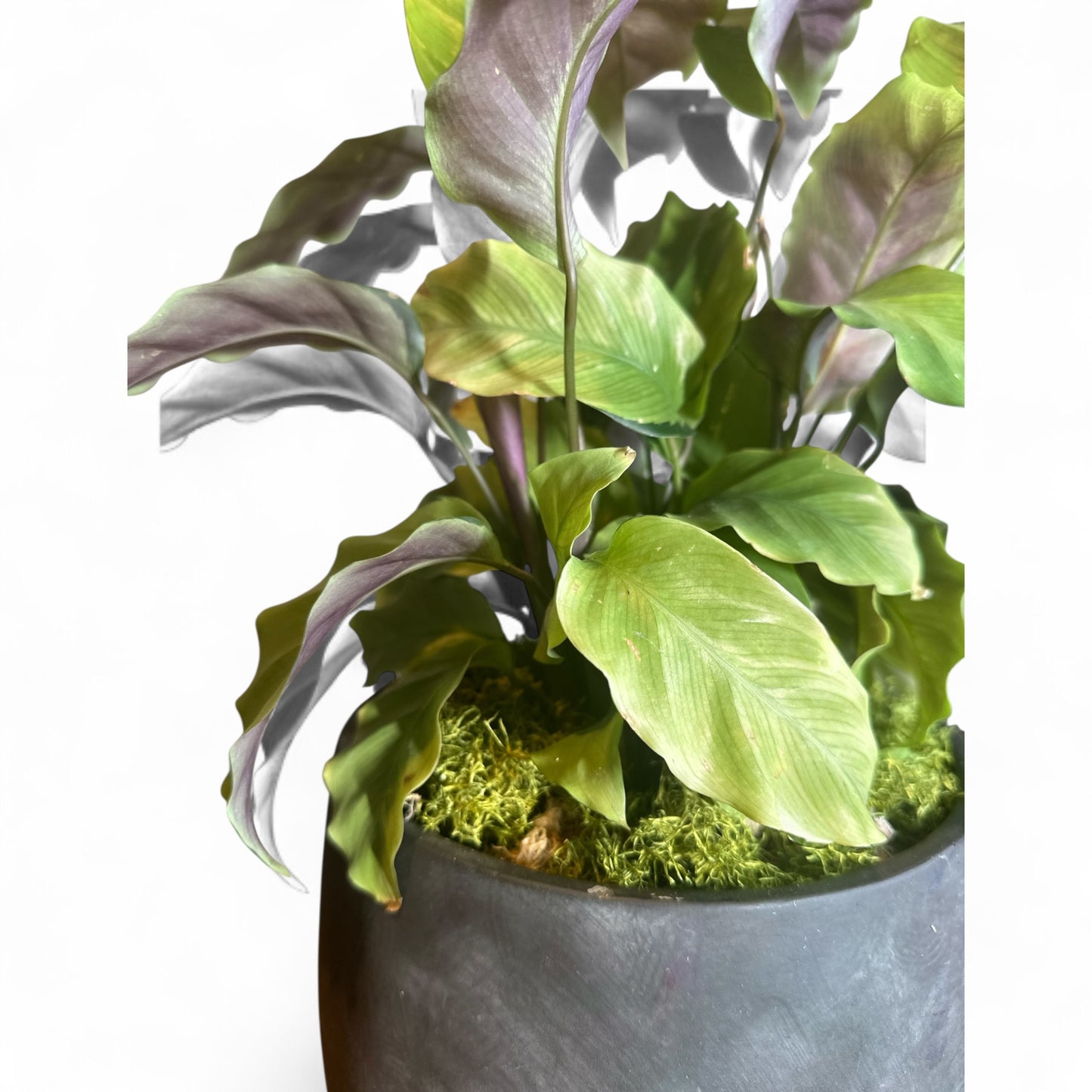 Maranta Velvet
