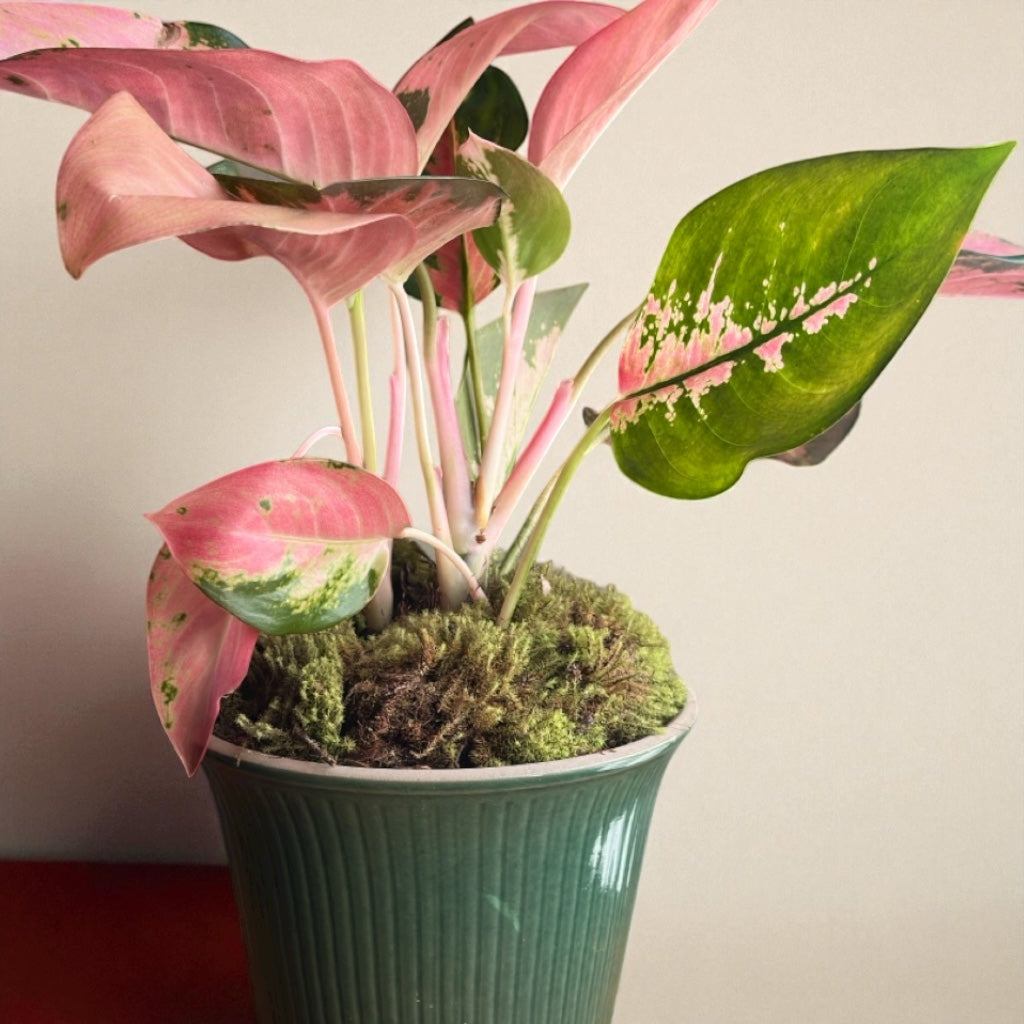 Aglaonema Rosada em Cerâmica Verde