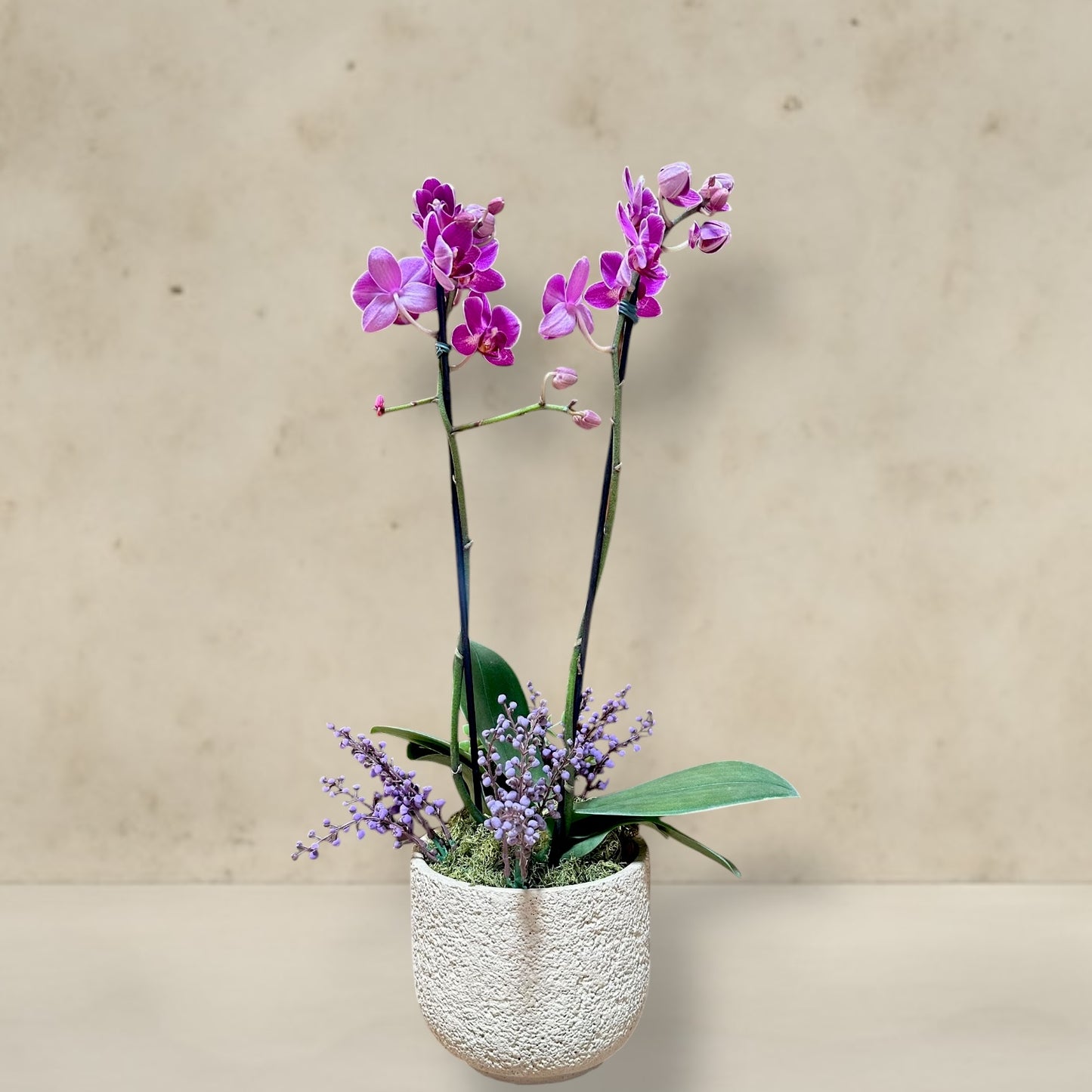 Mini orquidea cachepo
