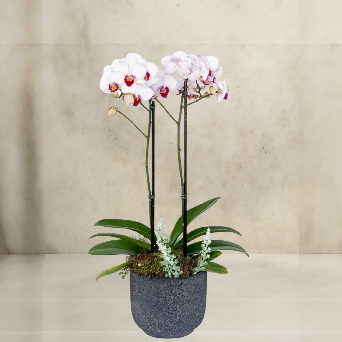 Mini orquídea