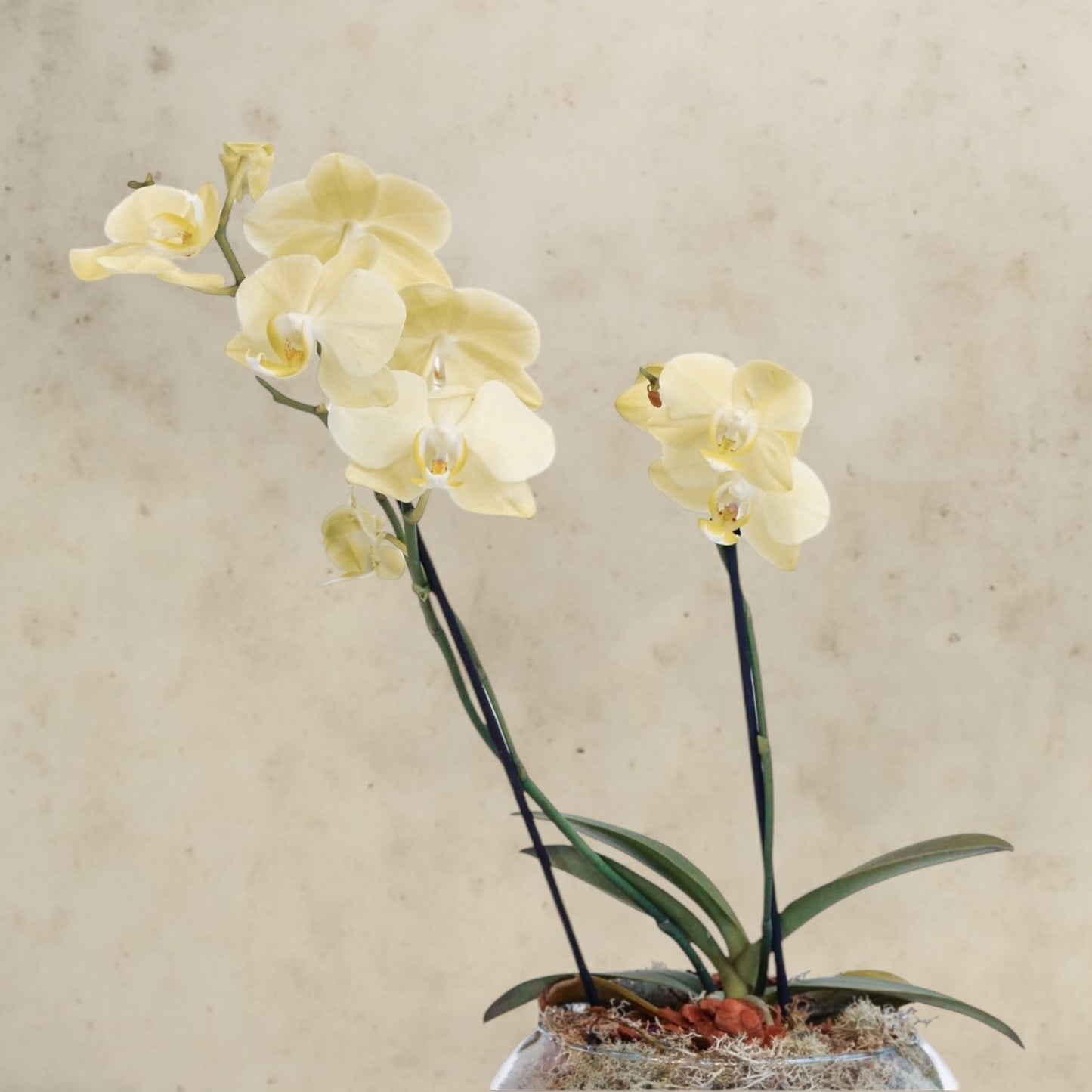 Orquidea aquario detalhe