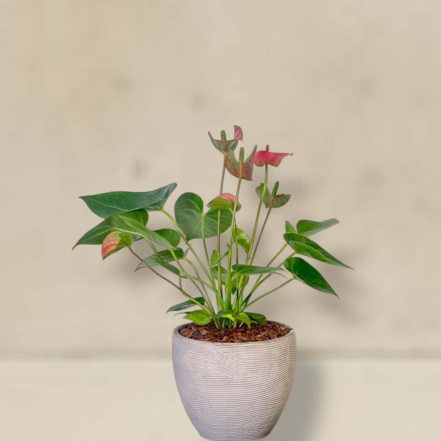 Plantas decorativas anturio