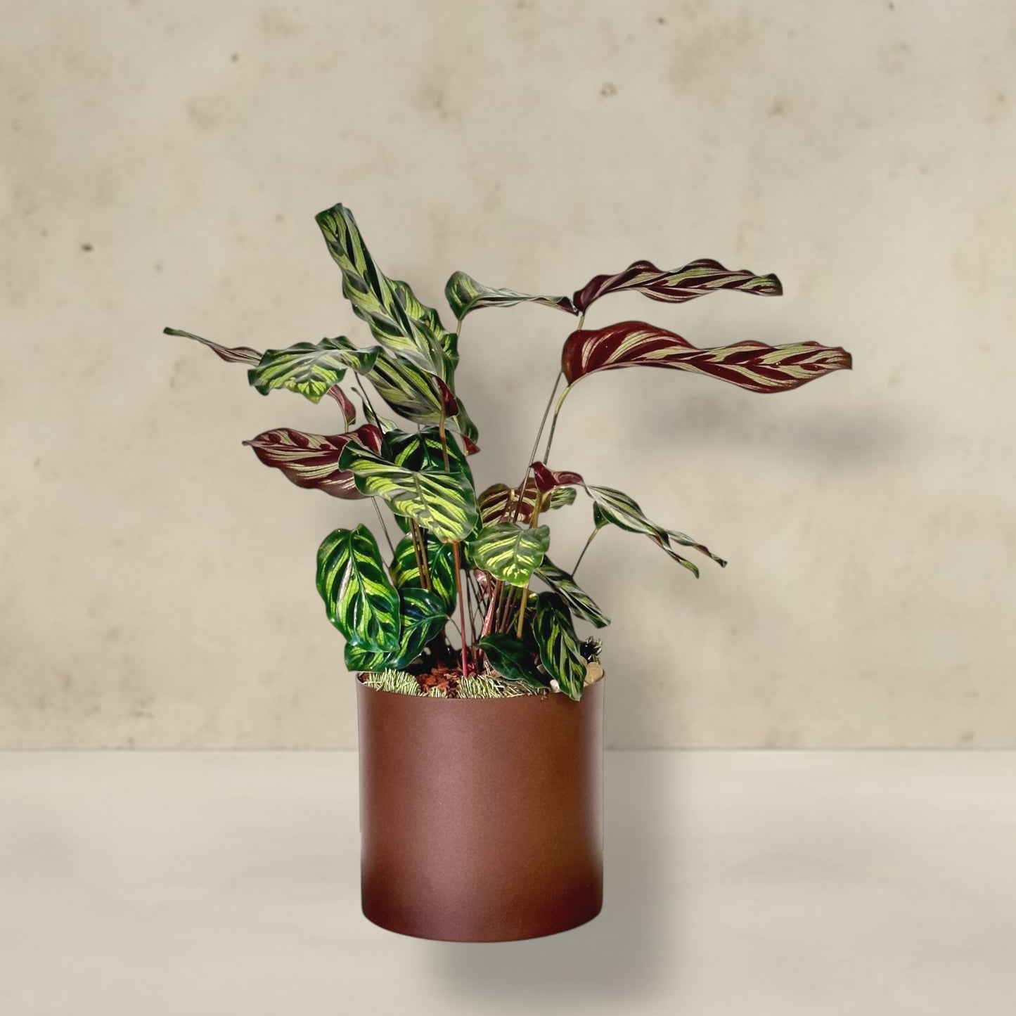 Plantas decorativas maranta