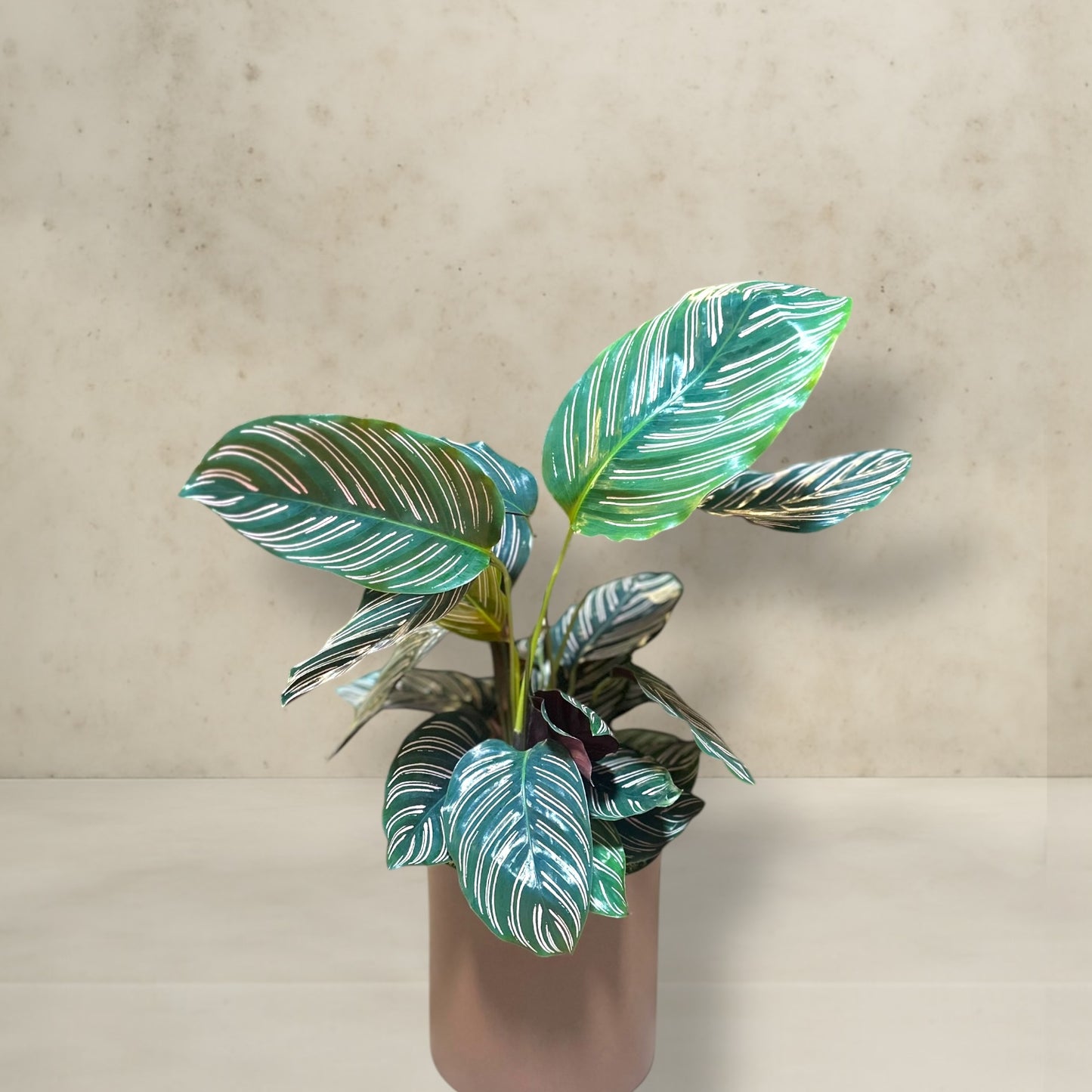 Plantas decorativas maranta