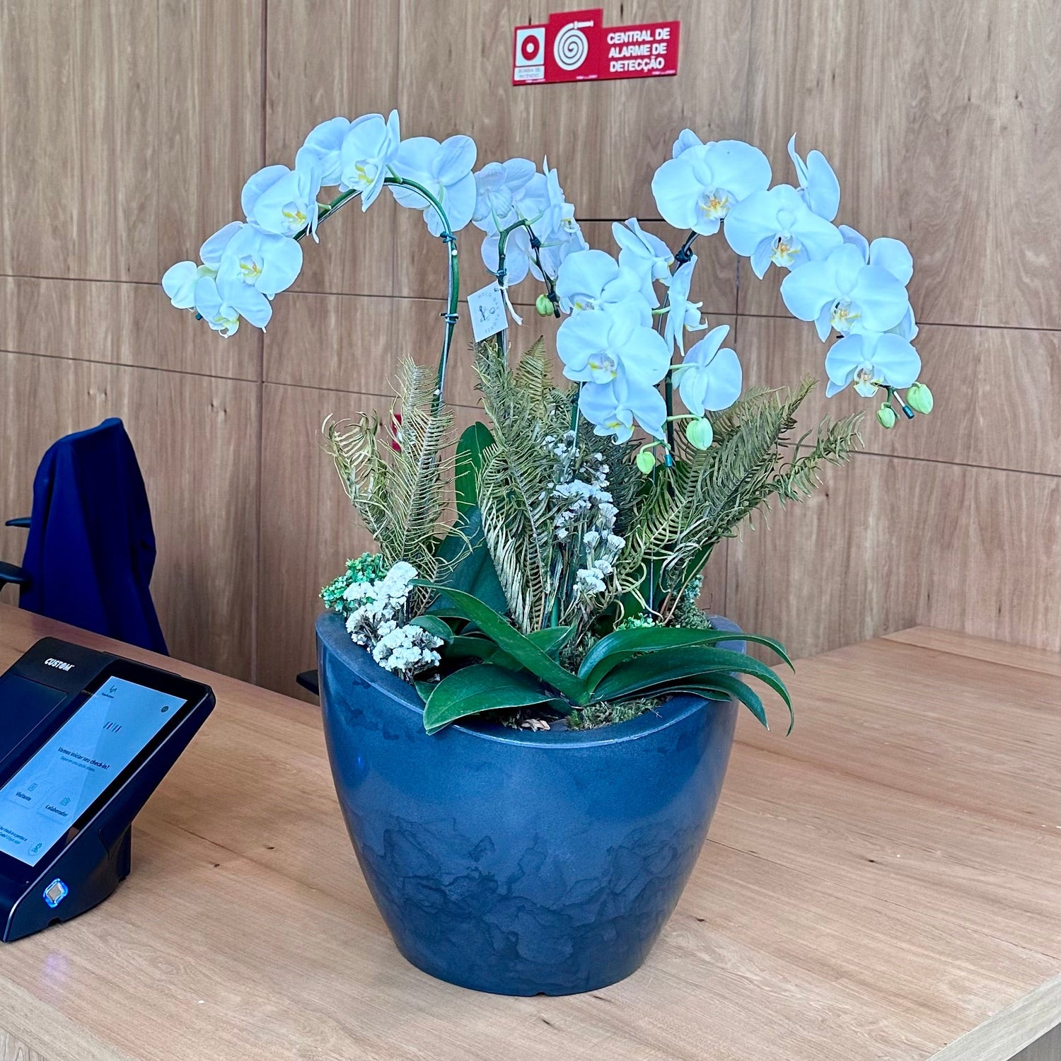 Orquídeas