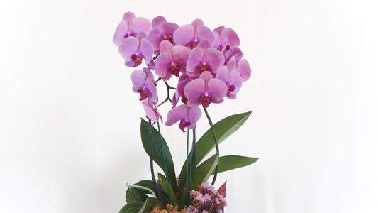 Orquídea pequena