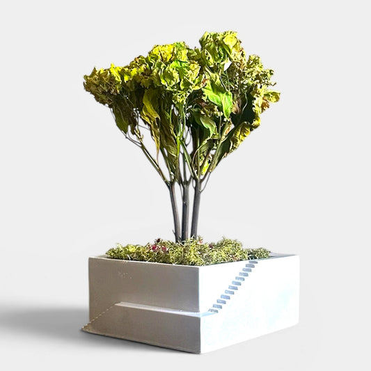 Hortênsia Seca no Vaso de Cimento