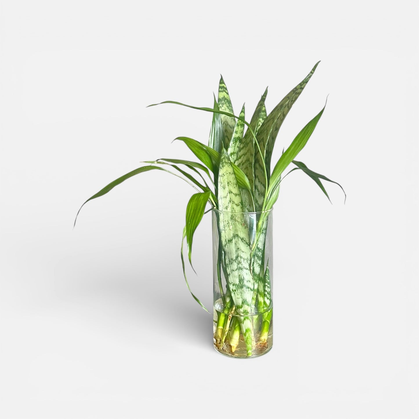 Proteção & Prosperidade