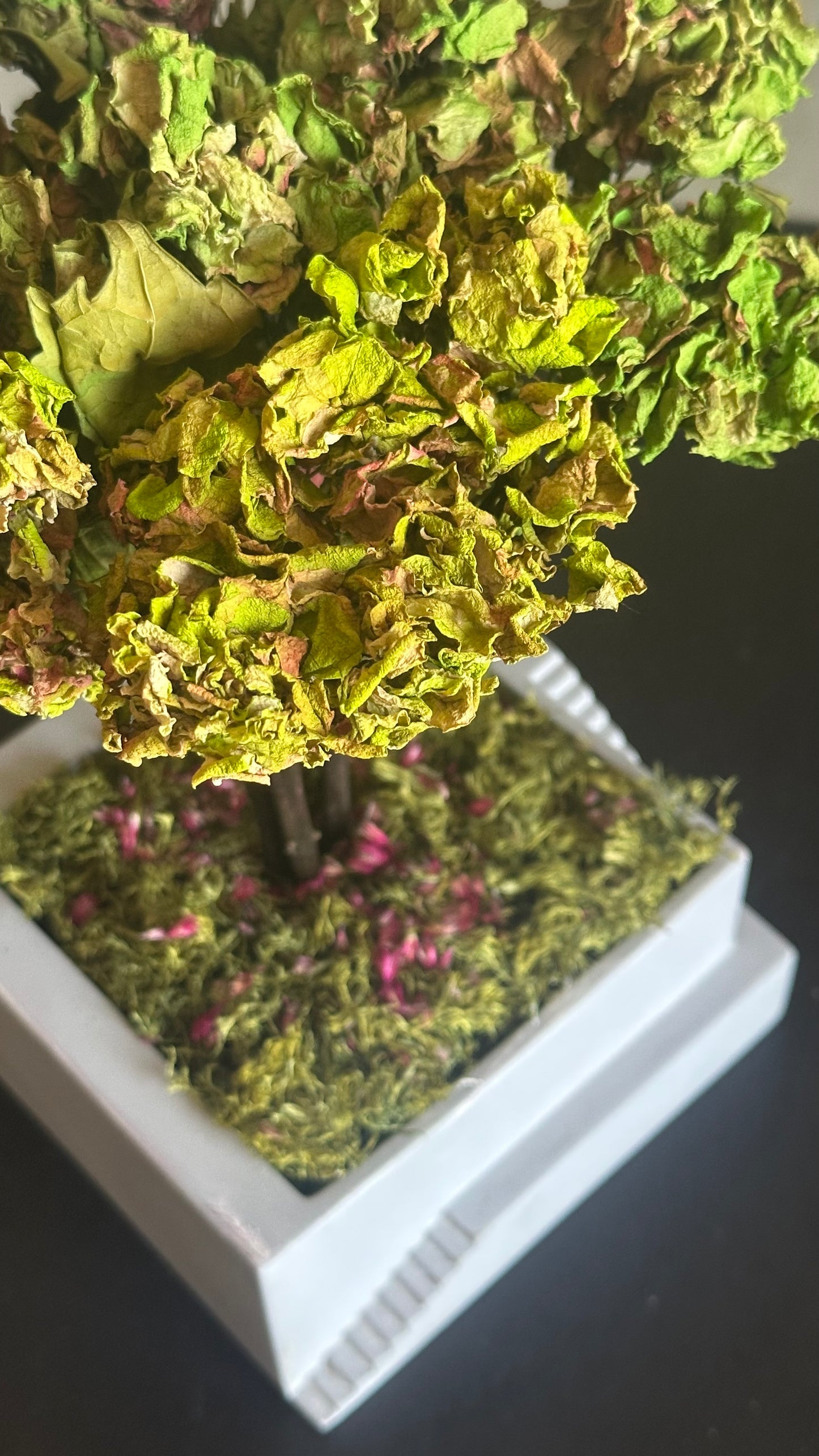 Hortênsia Seca no Vaso de Cimento