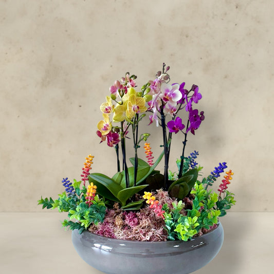 Festa de orquideas