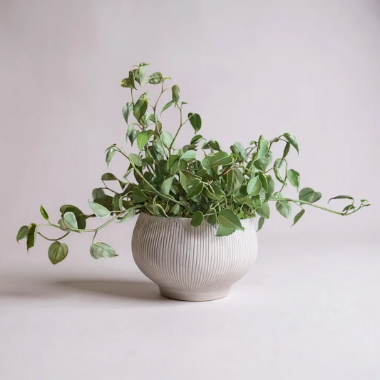 Peperomia em vaso de cerâmica clara