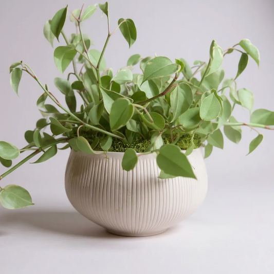 Peperomia em vaso de cerâmica clara