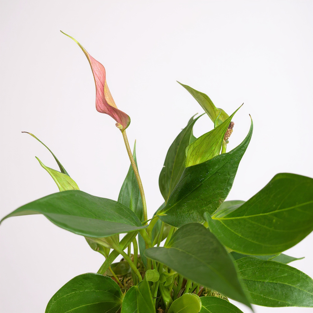 Mini Antúrio Rosa em cachepô de cerâmica
