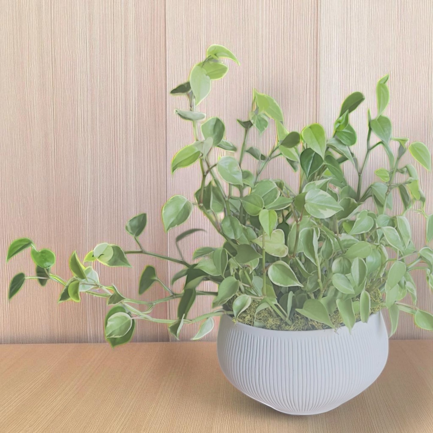 Peperomia em vaso de cerâmica clara