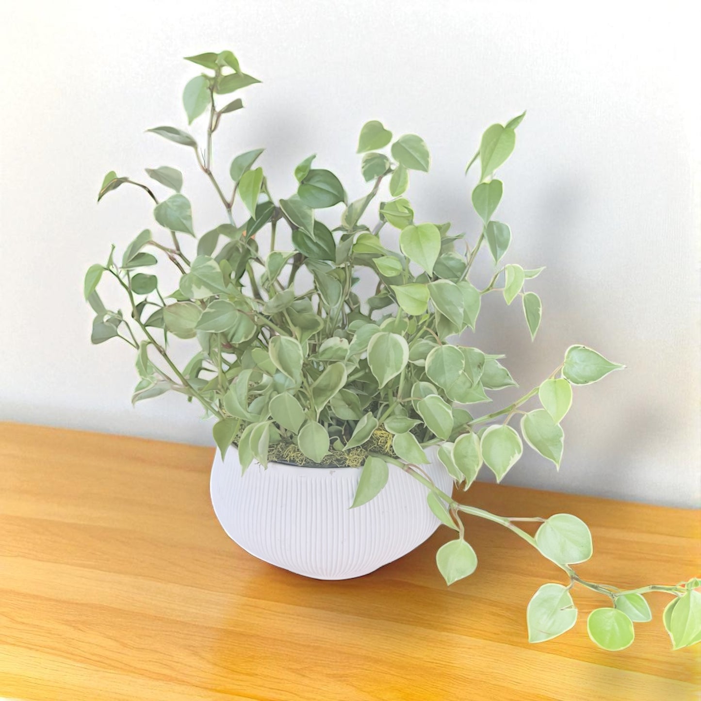 Peperomia em vaso de cerâmica clara