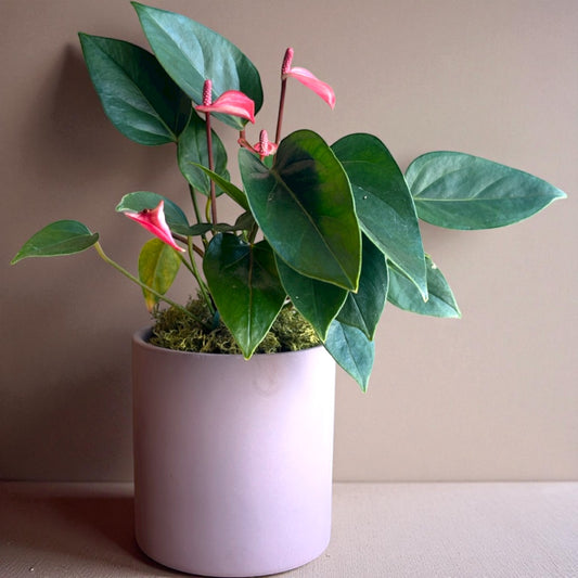 Mini Antúrio Rosa em cachepô de cerâmica