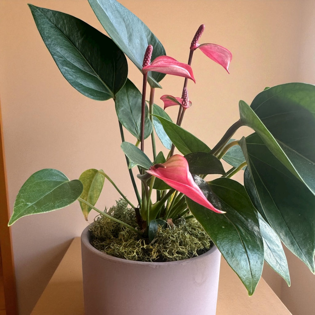 Mini Antúrio Rosa em cachepô de cerâmica