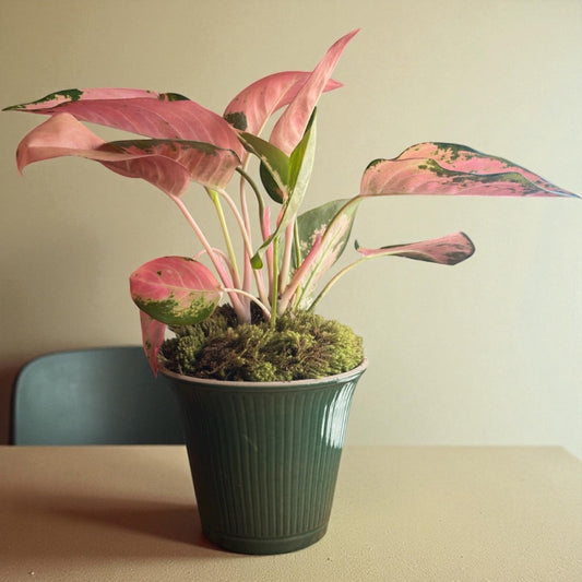 Aglaonema Rosada em Cerâmica Verde