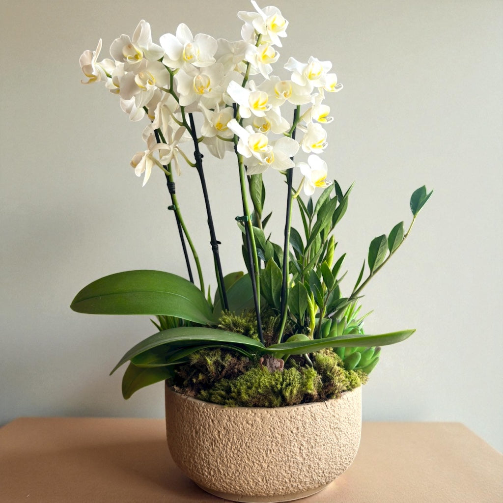 Orquídea Branca com Zamioculca
