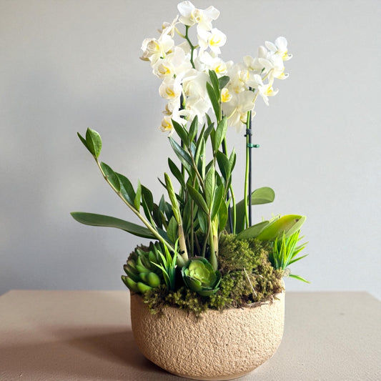 Orquídea Branca com Zamioculca