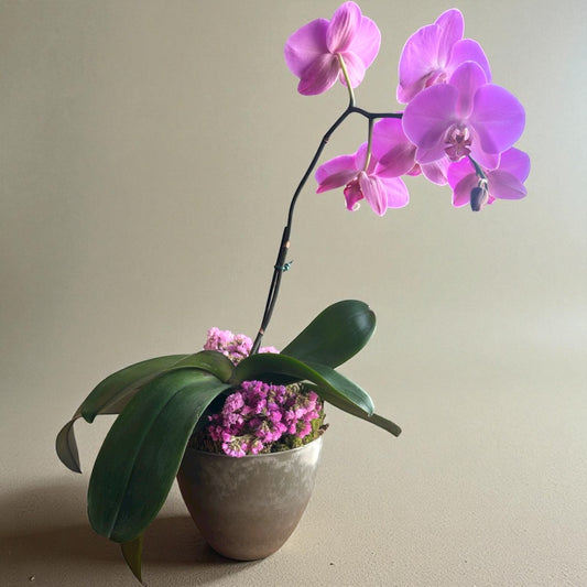 Orquídea rosa singela