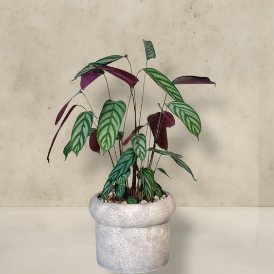 Maranta em vaso de cimento