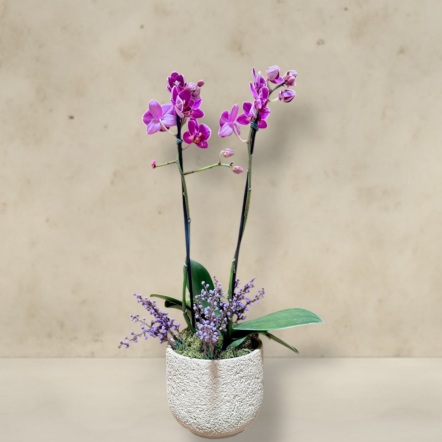Mini orquidea cachepo