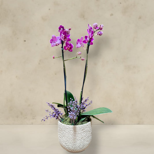 Mini orquidea cachepo
