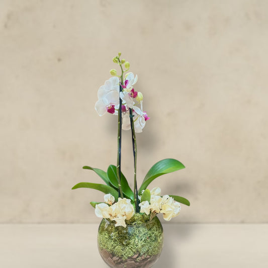 Orquidea vaso de vidro
