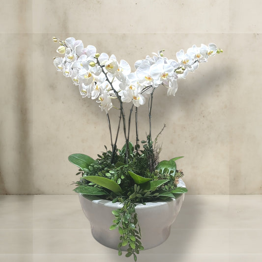 Orquideas refinadas chiques