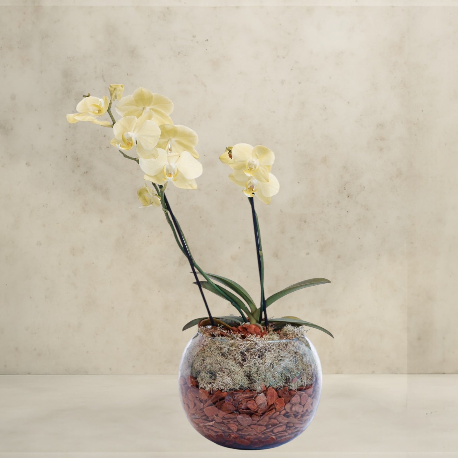 Orquidea aquario